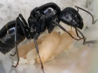 (SALE) Camponotus Aeneopilosus (3 workers)