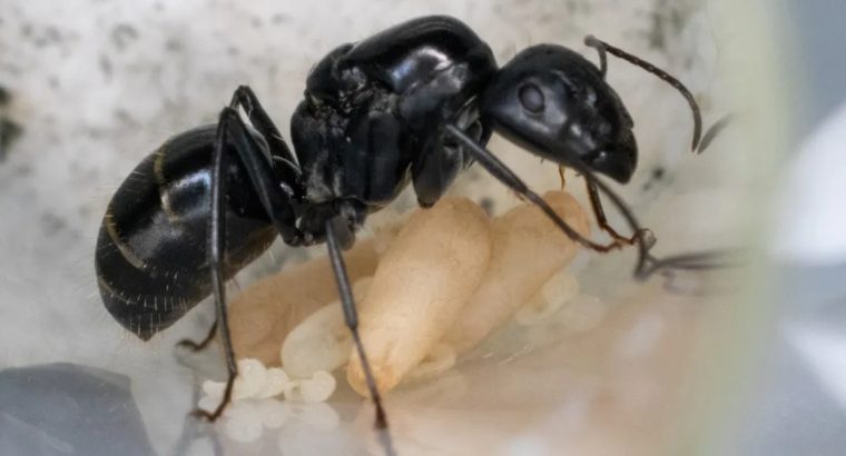 (SOLD) Camponotus Aeneopilosus (3 workers)
