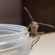 (SALE) Camponotus humilior (3-5 workers)