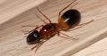 Camponotus nigriceps and consobrinus Queens For Sale *consobrinus SOLD***