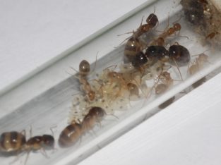 SOLD* Camponotus cf lownei Colony For Sale, 8 Workers