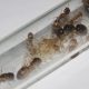 SOLD* Camponotus cf lownei Colony For Sale, 8 Workers