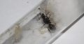 SOLD* Polyrhachis phryne Queen For Sale