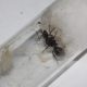 SOLD* Polyrhachis phryne Queen For Sale
