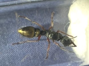 Myrmecia for sale