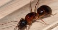 Camponotus nigriceps and consobrinus Queens For Sale *consobrinus SOLD***