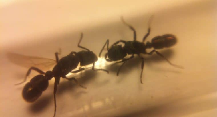 2 Green Headed Ants Queens