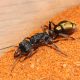 Camponotus nigriceps Queen With Larvae
