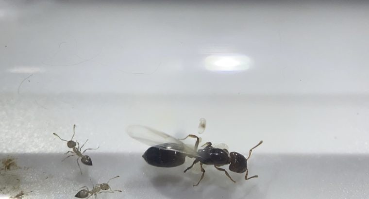 Crematogaster queens and colonies