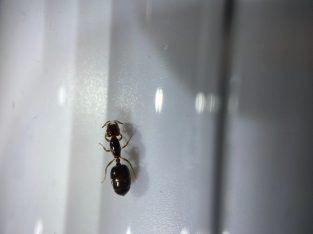 Crematogaster queens and colonies