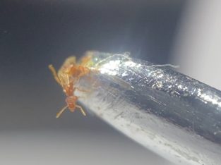 Tiny strumigenys sp. queen