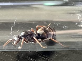 Meat Ant Queen