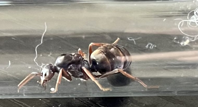 Meat Ant Queen