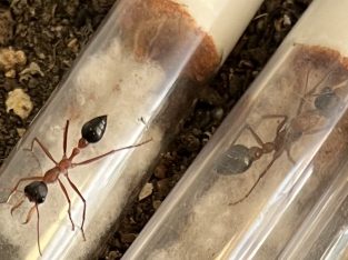 Myrmecia desertorum