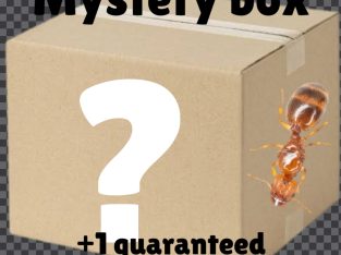 Ant Mystery Box (Small Species)