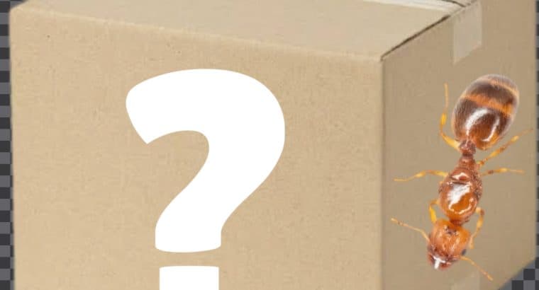 Ant Mystery Box (small species)