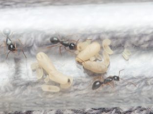 Camponotus lownei colony