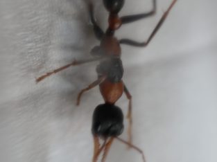 BULK MYRMECIA NIGROCINCTA FOR SALE!!!!!