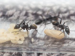 Camponotus aeneopilosus