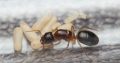 Camponotus sp. queen