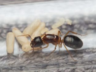 Camponotus sp. queen