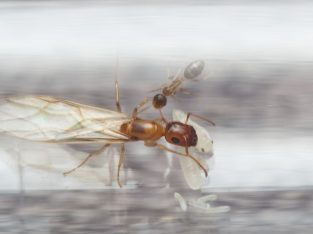 Colobopsis macrocephala