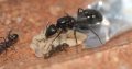 Camponotus cf. aeneopilosus Queen and workers