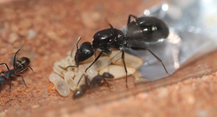 Camponotus cf. aeneopilosus Queen and workers
