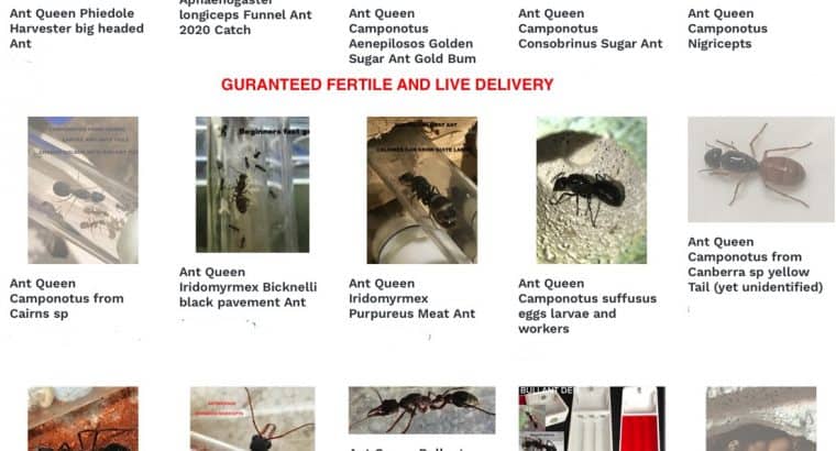 Live Ant Queens many to choose from