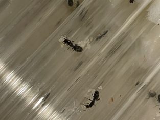 Iridomyrmex Bicknelli Queens with Eggs and Larvae