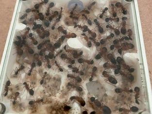 Camponotus banded sugar ant colony 130+ workers