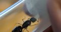 Camponotus Lownei for sale
