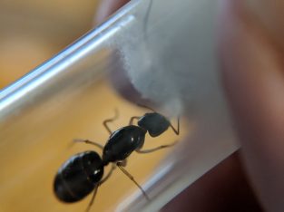 Camponotus Lownei for sale