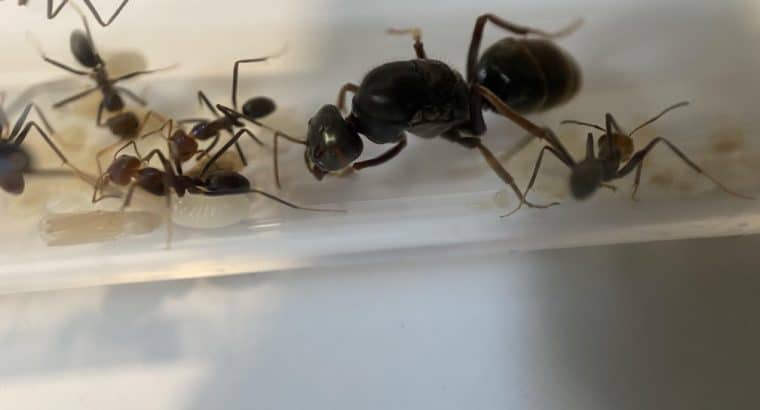 Meat Ant Queen With Workers (Iridomyrmex Purpureus)