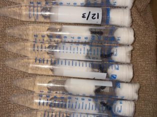 iridomyrmex purpureus Queen x50 !!