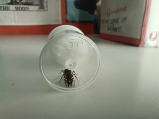 iridomyrmex purpureus x1