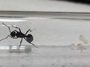 Ant Queens, Best Christmas Presents!