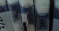 iridomyrmex purpureus Queen x50 !!