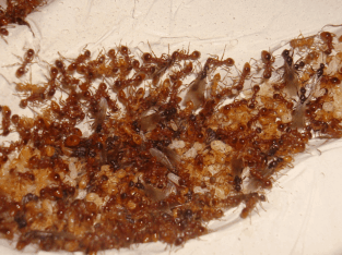 Large Pheidole colony ( 900 workers) ( 3 Queens)
