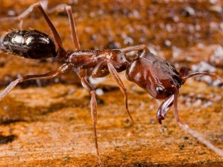 looking for trapjaw ant queen with brood