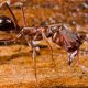 looking for trapjaw ant queen with brood
