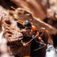 Camponotus Lownei