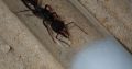 Myrmecia queens and colonies