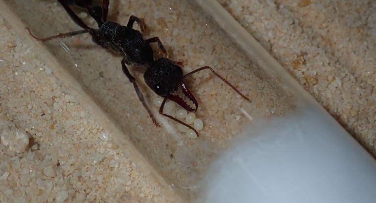Myrmecia queens and colonies