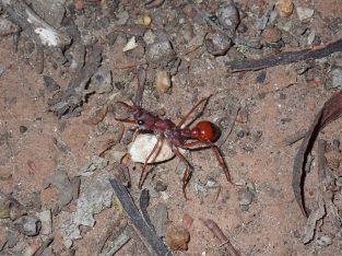 Myrmecia queens and colonies
