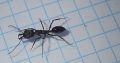 Odontomachus queens