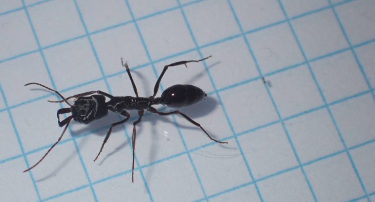 Odontomachus queens