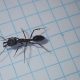 Odontomachus queens