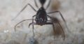 Odontomachus queens