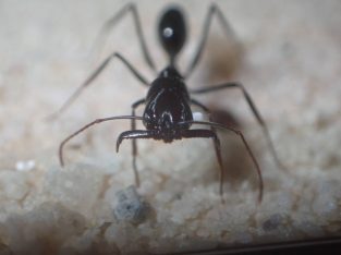 Odontomachus queens